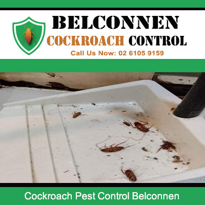 Exterminated cockroaches lying in a white tray following cockroach control in Belconnen ACT